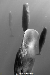 Sleeping giants.
Sperm whales shut down half their brain... by Arun Madisetti 
